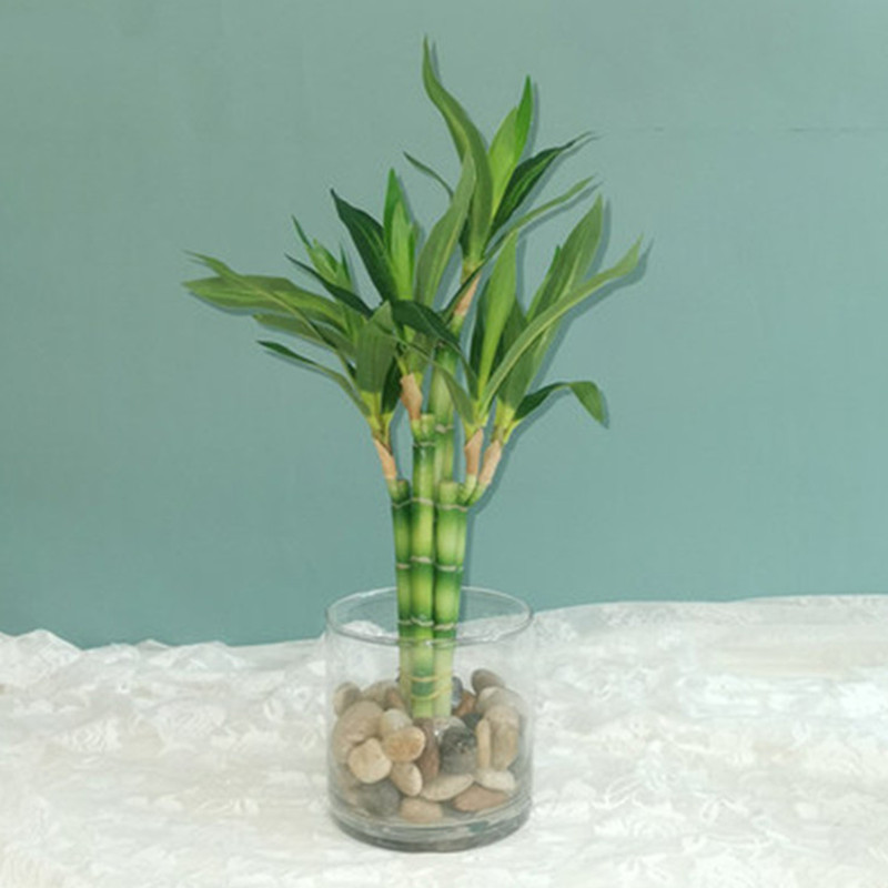 ต้นไผ่กวนอิมเทียมขนาด 40 ซม. พ - Succulent Set บทวิจารณ์และราคา