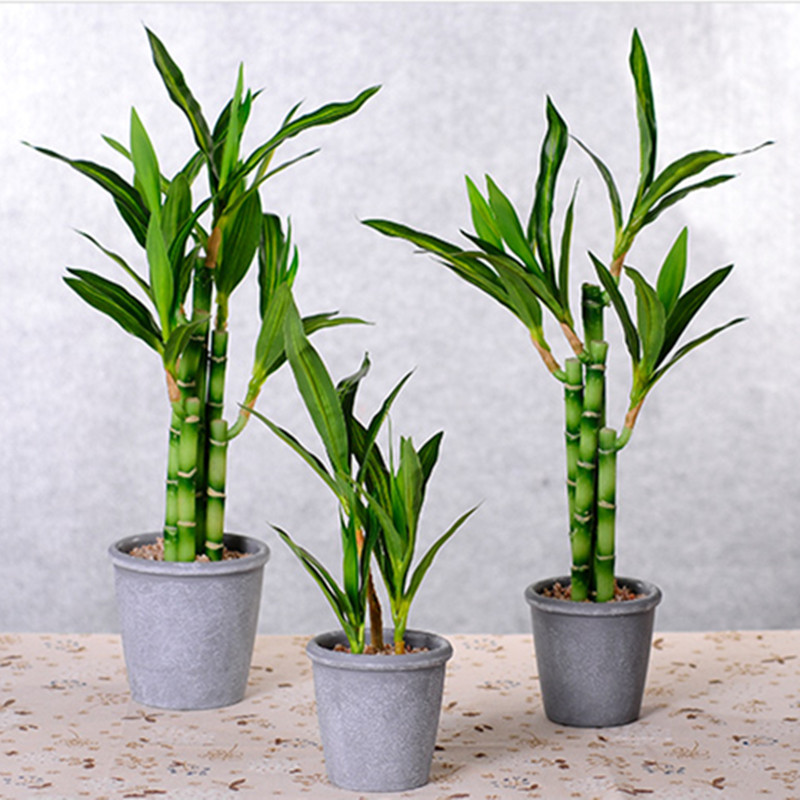 ต้นไผ่กวนอิมเทียมขนาด 40 ซม. พ - Succulent Set บทวิจารณ์และราคา
