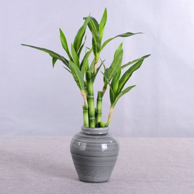 ต้นไผ่กวนอิมเทียมขนาด 40 ซม. พ - Succulent Set บทวิจารณ์และราคา