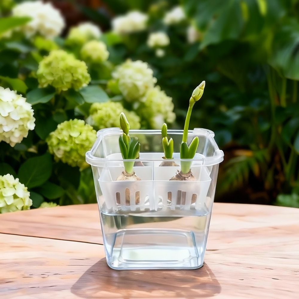 กระถางไฮโดรโปนิกส์สำหรับปลูกทิ - Indoor Plants บทวิจารณ์และราคา