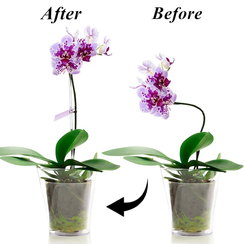 เสาค้ำดอกไม้แบบใส ใช้ซ้ำได้ ทำ - Plant Support Stake บทวิจารณ์และราคา